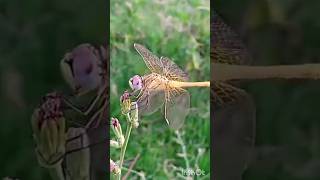 Dragonfly Λιβελούλα wildlife insect wildanimal dragonfly animal anisoptera nature έντομο [upl. by Demeyer15]