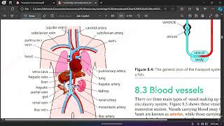 blood vessels comparison and tissue fluid [upl. by Randy]