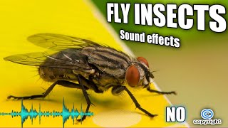 Fly noise buzzing sounds and house fly sound effect without copyright [upl. by Kay]