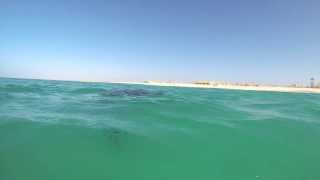 MANTA RAY Boa Vista Cabo Verde Feb 21st 2014 [upl. by Muirhead]