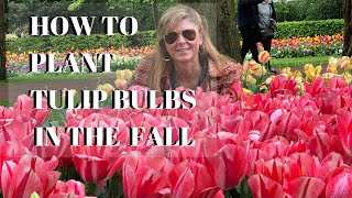 Growing Tulips in the Fall  How to Plant Tulip Bulbs  Kelly Lehman [upl. by Hluchy]