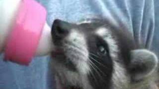 Pet Baby Raccoon [upl. by Olwena]