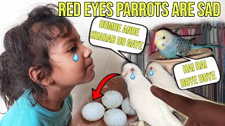 Red Eyes Budgies Parrots Are Sad  Red Eyes Parrots Ke Eggs Kharab Ho Gaye 💔 [upl. by Yenobe]