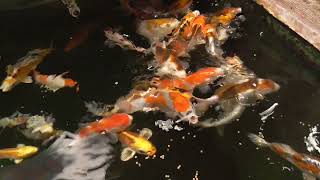 Rainbow Koi Wiltshire Video of High Grade Japanese Koi in Vat 4 £60 EACH [upl. by Aneehsyt]