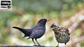 KARATAVUK VE ÖTER ARDIÇ AVI Akşamüstü Bek Avı KırcalıCiklaBlackbird and Thrush Bird Hunting HD [upl. by Naenaj]