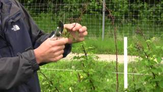 Prima Cane Raspberries Fruit Production  Gurneys Video [upl. by Bomke745]