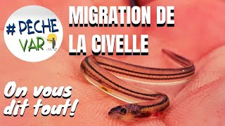 SUIVI DE LA MIGRATION DES CIVELLES  on agit [upl. by Pavlish533]