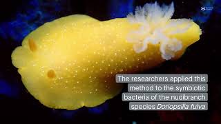 Nudibranchs host a bacterium that produces a potentially useful natural product [upl. by Neely]