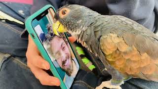 Tula our Bronze Winged Pionus FaceTiming my Husband 🥰 🦜 ❤️ [upl. by Attekal]