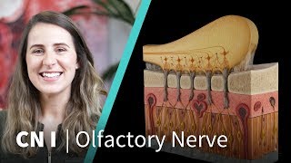 Anatomy Dissected Cranial Nerve I olfactory nerve [upl. by Manaker]