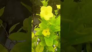 Allamanda plant care 🌱allmandaplant ytshorts flowers plantcaretips [upl. by Zacherie458]