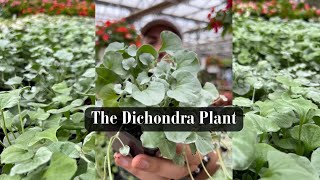 The Dichondra Plant [upl. by Neeloc]