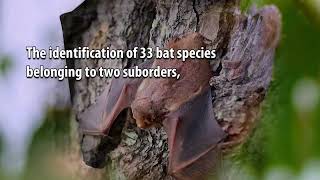 Bat Species Diversity in High Range Mountain Landscape of the Southern Western Ghats [upl. by Guyer]