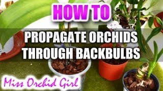 Propagating Orchids through backbulbs  Great way to increase your Orchid collection [upl. by Elka]