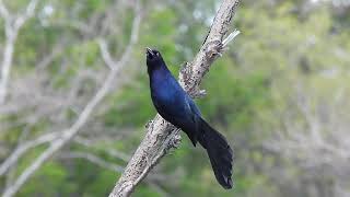 Greattailed Grackle [upl. by Drofla]