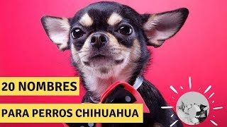 20 NOMBRES PARA PERROS CHIHUAHUA ♂♀ [upl. by Enilegnave]