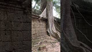 Cambodia Angkor Wat trees on ruins of ancient temple [upl. by Haddad]