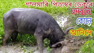 Salmari Pitambar Deka ৰ ম’হটো কোনে ক’ত আনিলে 😰  Rb vlogs [upl. by Abran117]