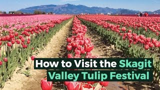 How to Visit the Skagit Valley Tulip Festival in 2019 [upl. by Pain]