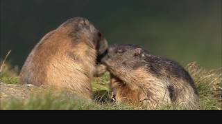 Im Reich der Murmeltiere  Überleben im Hochgebirge [upl. by Gamaliel30]