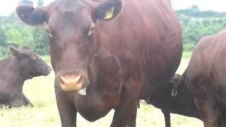 Church Farm Ardeley Red Poll breeding herd  Elevenses [upl. by Llezo]