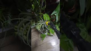 Water my Airplants with me 🌬🌱 tillandsia asmr shorts plants plantlover [upl. by Anwahsak]