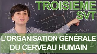 Lorganisation générale du cerveau humain  SVT  3e  Les Bons Profs [upl. by Nappie]