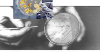 how to streak a bacterial agar plate [upl. by Haelat79]