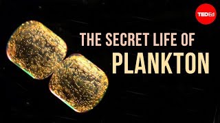 The Secret Life of Plankton [upl. by Asseret580]