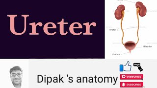 Anatomy of Ureter [upl. by Assanav]