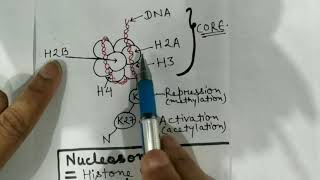 Chromosome structure and types nucleosomes solenoids [upl. by Pepin559]