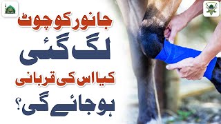 Janwar Ko Chot Lag Gayi To Kya Iski Qurbani Ho Jayegi  Qurbani Ke Masail  Darulifta Ahlesunnat [upl. by Angelis735]