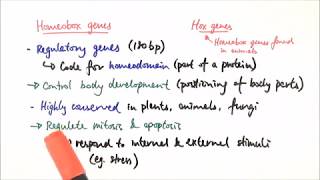 Homeobox gene  Medical Definition and Pronunciation [upl. by Dewhurst]