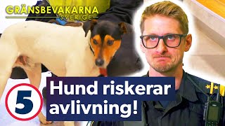 Hund riskerar avlivning när ägaren saknar vaccinpass  Gränsbevakarna Sverige  Kanal 5 [upl. by Harve]