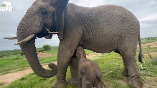 The Amazing Moment Baby Elephant Orphan Phabeni Meets Lundi and Suckles From Her [upl. by Aekim]