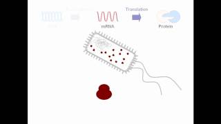 Biology Topic 22 Prokaryotic Cells [upl. by Brandyn]