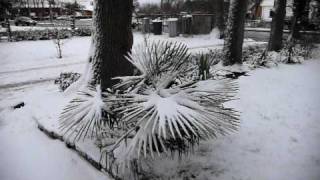 Palmtrees in Denmark in January 2010 [upl. by Ayikat]