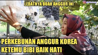 MAIN KE PERKEBUNAN ANGGUR BIBI KOREA  BUAHNYA LEBAT BANGET [upl. by Bomke]