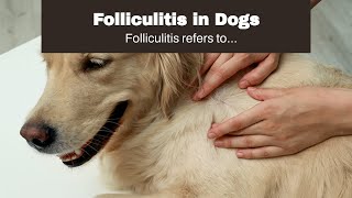 Folliculitis in Dogs [upl. by Aihseit]