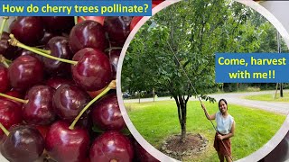 How do Cherry Trees Pollinate  Harvesting Bing amp Rainier Cherries  1st Cherry Picking in WA State [upl. by Elehcim3]