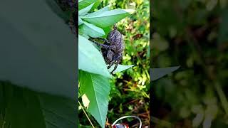 spider gagamba spider nature spiderhunter spiderfightphilippines giantinsect insects [upl. by Aihsened]