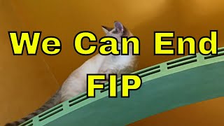 【ZenByCat】We Can End FIP [upl. by Ralina]