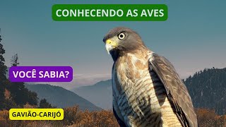 Curiosidades Sobre o GAVIÃOCARIJÓ  Roadside Hawk  Brazilian Birds [upl. by Alvin]