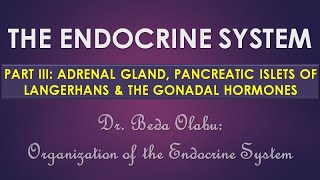 ORGANIZATION OF THE ENDOCRINE SYSTEM PART III  ADRENAL GLAND PANCREATIC ISLETS amp GONADAL HORMONES [upl. by Ainet]