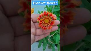 Indian blanket flower 👍 flowers gardengalleria gardening [upl. by Kahlil]