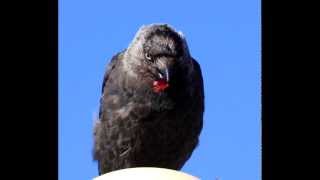 Jackdaw sound effect [upl. by Einehpets61]