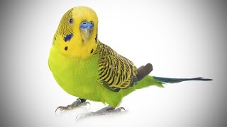 Talking Parakeet  Budgie With Amazing Vocabulary [upl. by Feledy975]