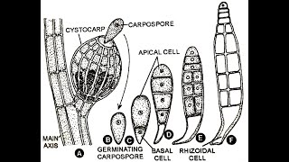 Polysiphonia Development of carposporophyte and tetrasporophyte II [upl. by Dalenna]