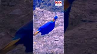 राष्ट्रिय पंक्षी डाँफे natural beauty The national bird of Nepal is the lophophorus [upl. by Nowd]