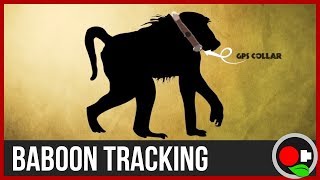 How to Track a Baboon [upl. by Eniamahs932]